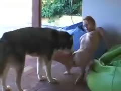 Curious golden-haired coed with fine real pantoons banging an beast for cash